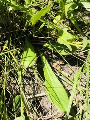 Alepidea peduncularis