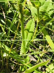Alepidea peduncularis