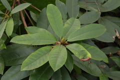 Rhododendron ponticum