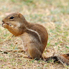 Euxerus erythropus