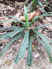 Pandanaceae