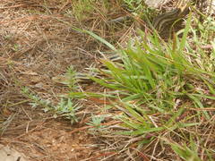 Pituophis lineaticollis