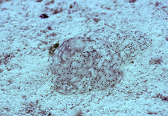 Coeloplana meteoris