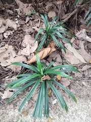 Pandanaceae