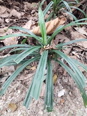 Pandanaceae