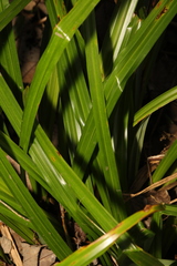 Carex pendula
