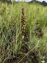 Satyrium cristatum