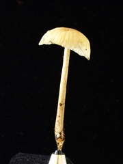 Marasmius maximus
