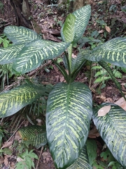 Dieffenbachia