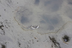 Macrophthalmus banzai