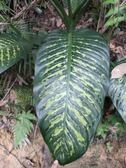 Dieffenbachia