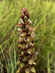 Satyrium cristatum