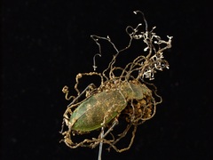 Ophiocordyceps entomorrhiza