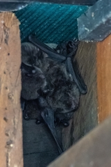 Myotis macropus