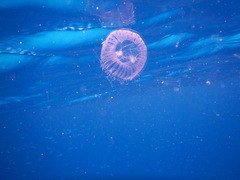 Aequorea