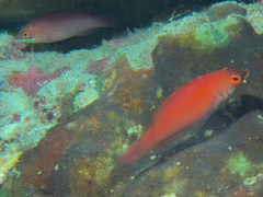 Pseudocheilinus evanidus