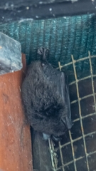 Myotis macropus
