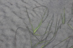 Zostera japonica