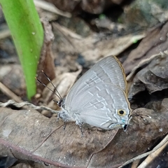 Deudorix epijarbas