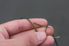 Zostera japonica