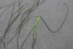 Zostera japonica