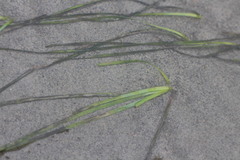 Zostera japonica