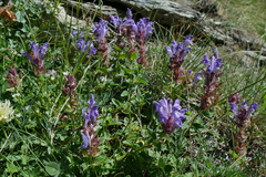 Scutellaria alpina