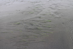 Zostera japonica