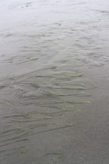 Zostera japonica