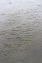 Zostera japonica