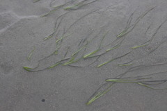 Zostera japonica