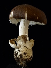 Amanita pseudoporphyria