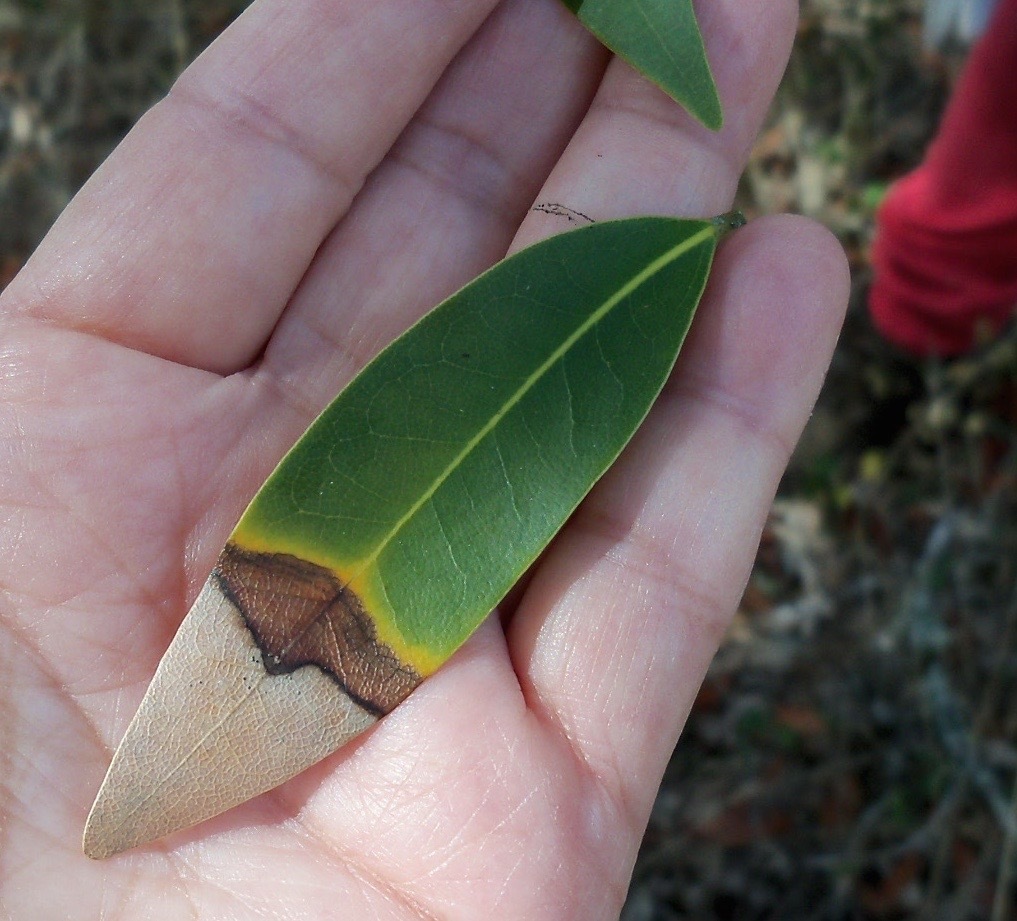 Sudden oak death