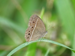 Mycalesis mineus