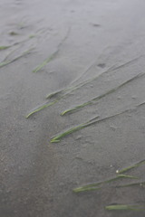 Zostera japonica
