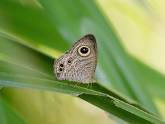 Ypthima baldus