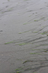 Zostera japonica