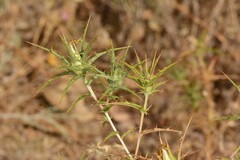 Carthamus lanatus
