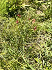 Indigastrum fastigiatum