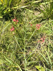 Indigastrum fastigiatum