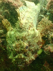 Scorpaena jacksoniensis