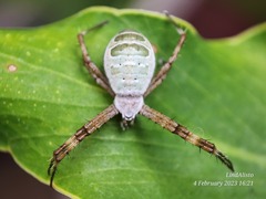 Argiope chloreides