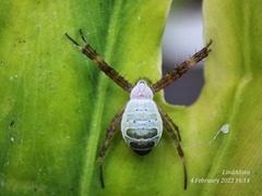 Argiope chloreides