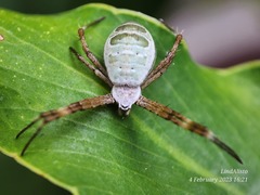 Argiope chloreides