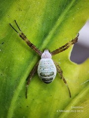Argiope chloreides