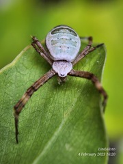 Argiope chloreides