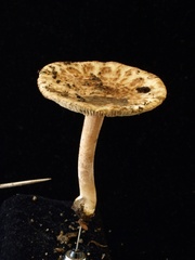 Inocybe asterospora