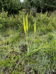 Kniphofia laxiflora