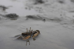 Macrophthalmus banzai