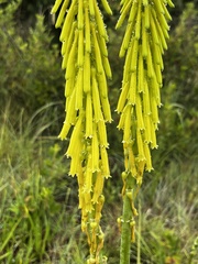 Kniphofia laxiflora